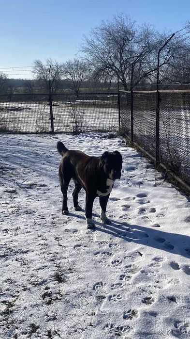 Вязка САО Алабай