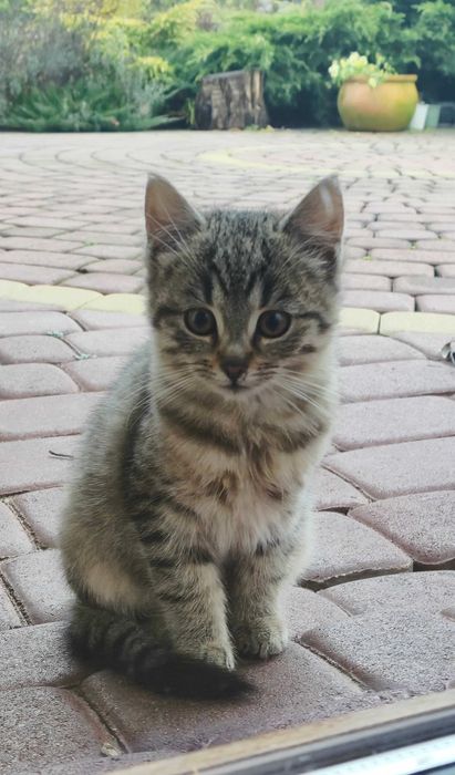 Mały kotek czeka na nowy dom.