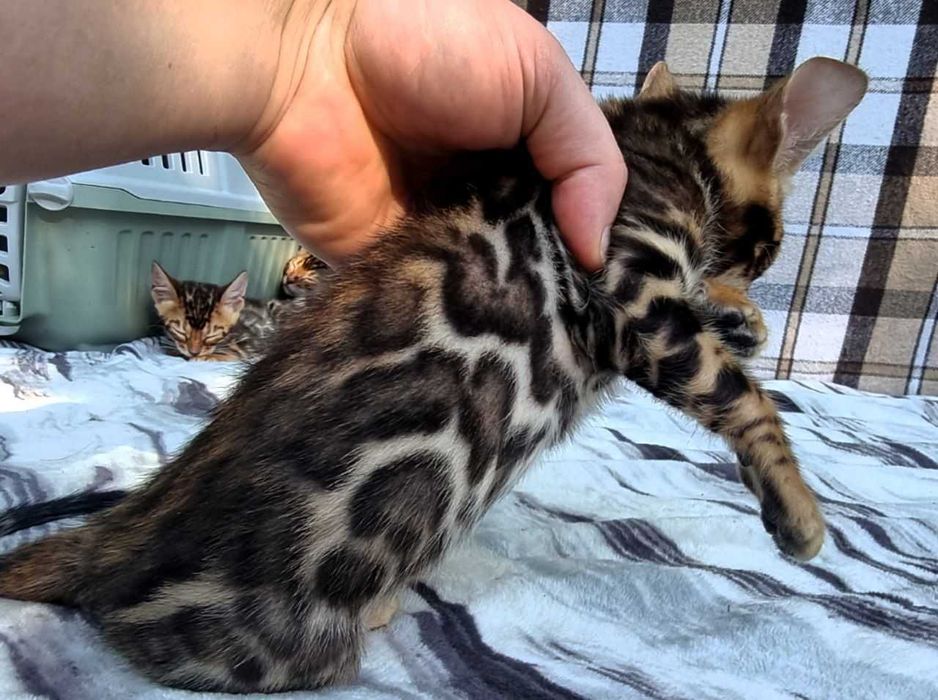 Бенгальський хлопчик BENn24 класичний