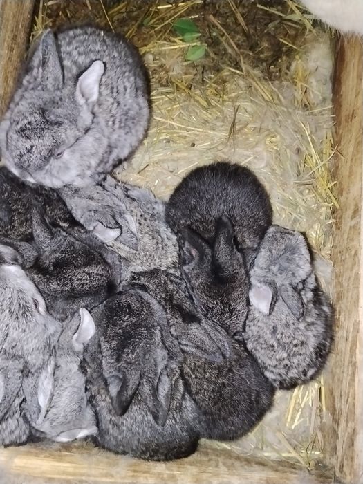 Кролики месячные