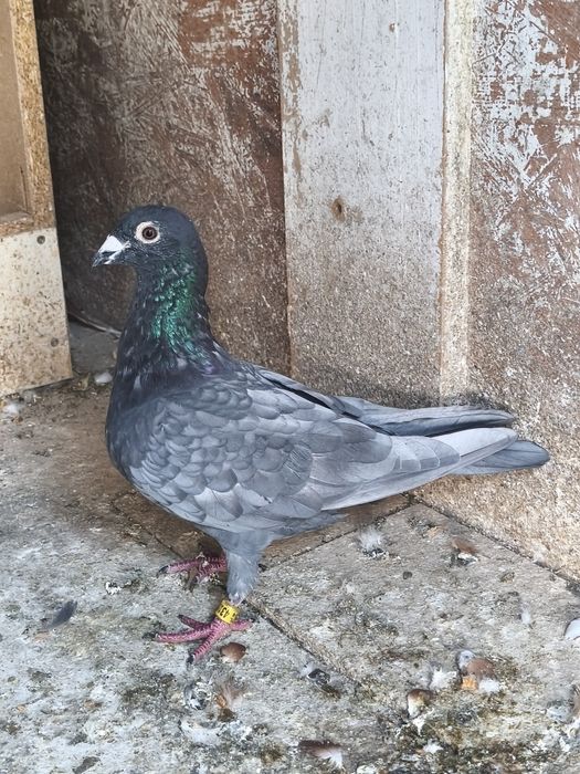 Samczyk Andaluz zmieni Dom