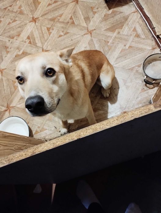 Отдам в хорошие руки