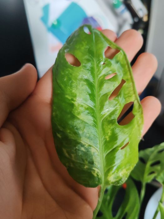 Monstera adansonii spore variegata