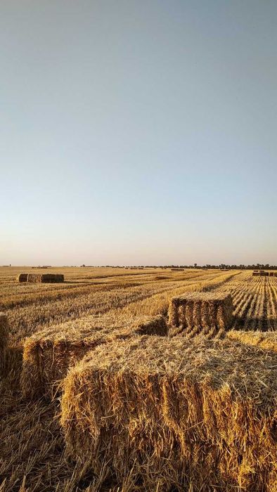 Тюки зі свіжого сіна