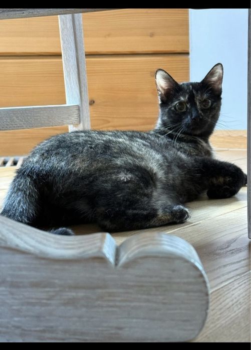 Kotka Melania szylkretka do adopcji