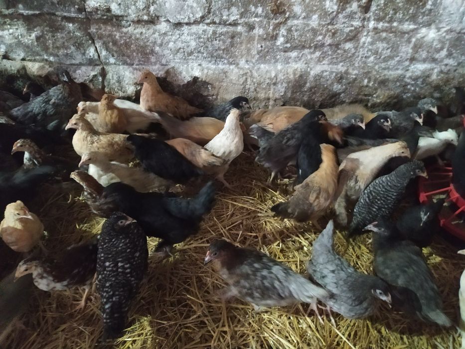 Kury nioski rosa, leghorn, dominant blue, green shell, blue shell,dark