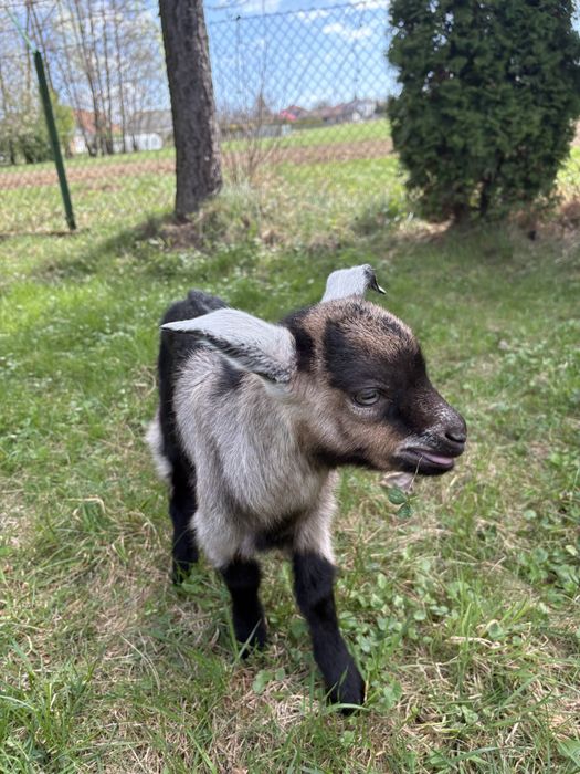 Młoda koza z mlekiem i Capkiem!
