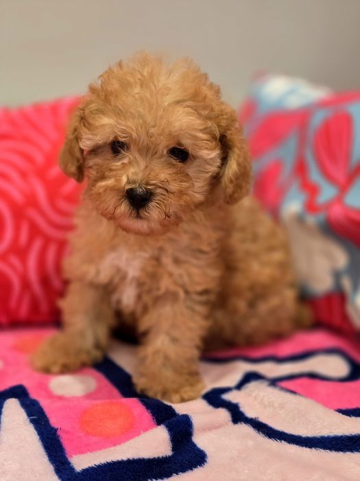 Suczka maltipoo!