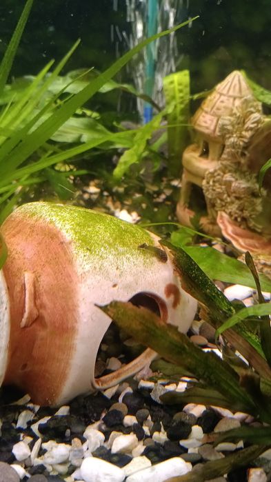 Мальки Анцитрус,расплодились