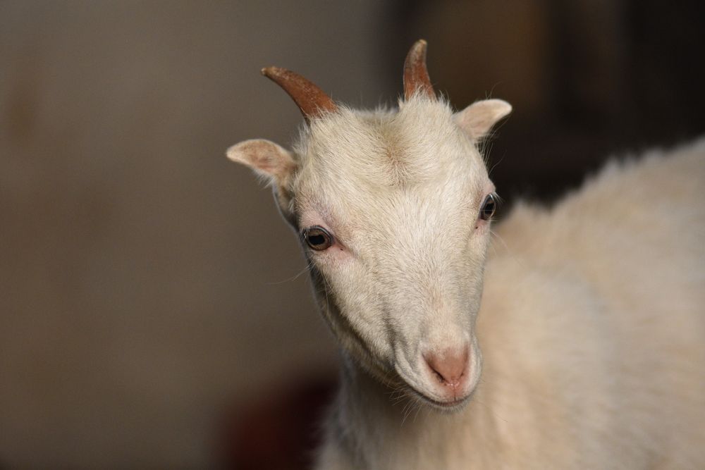 Коза Полтавська біла Житомир