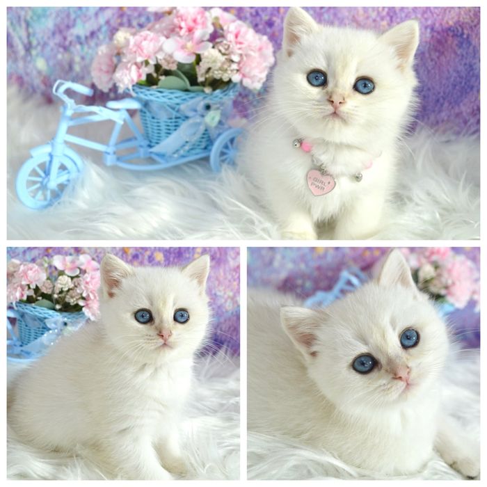 Британская золотая шиншилла поинт