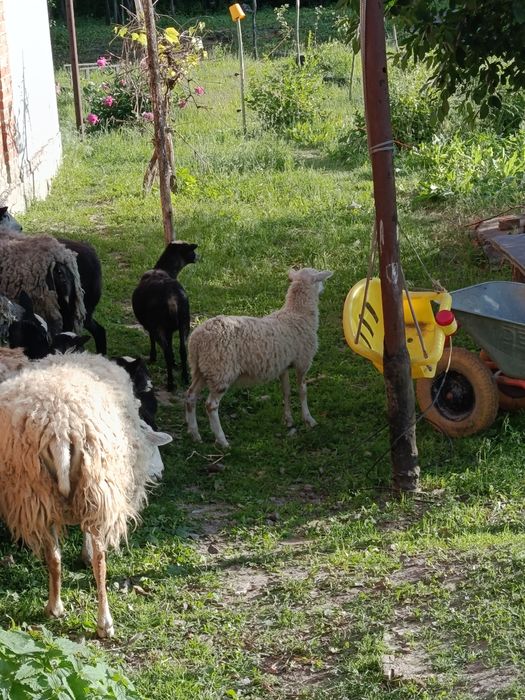 Продам ягнят баранів
