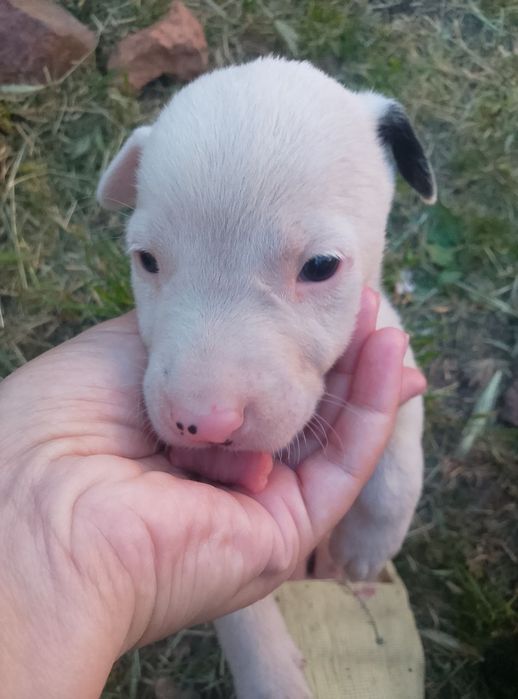 Віддам цуциків в хороші руки