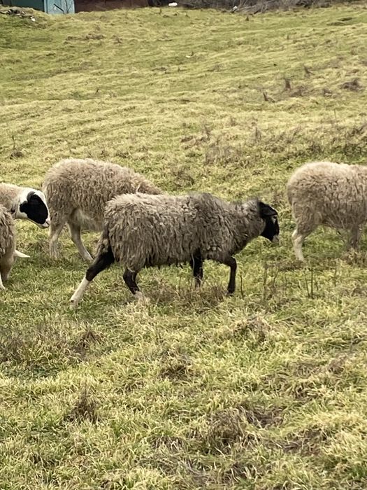 Романовський баранчик