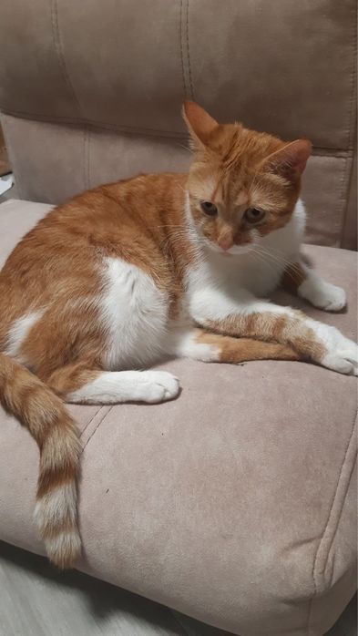 Котик срочно ищет дом!!!