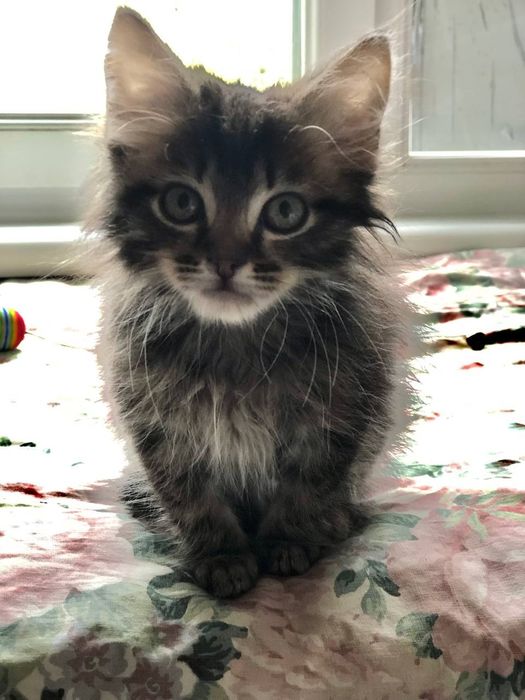 Котенок мальчик бесплатно