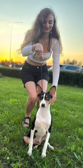 Щенок басенджи мальчик триколор