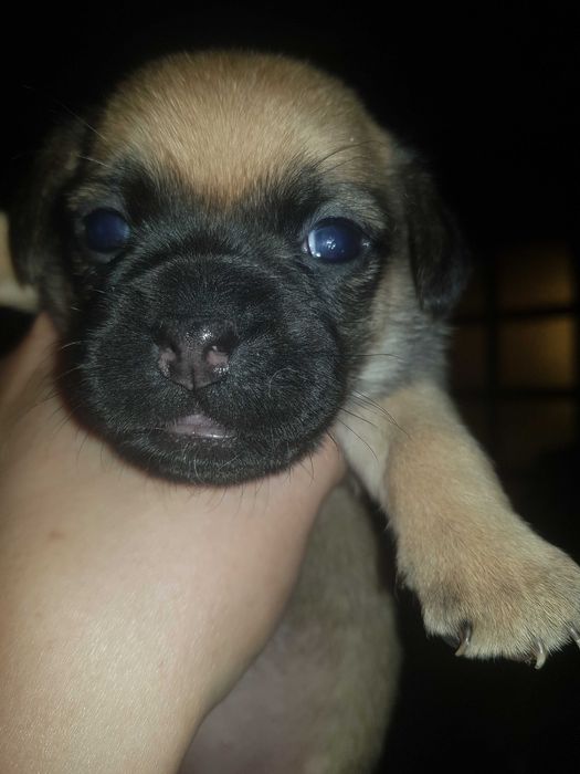 Продам щенков мопса 2500