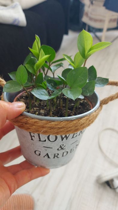 Замиокулькас детки