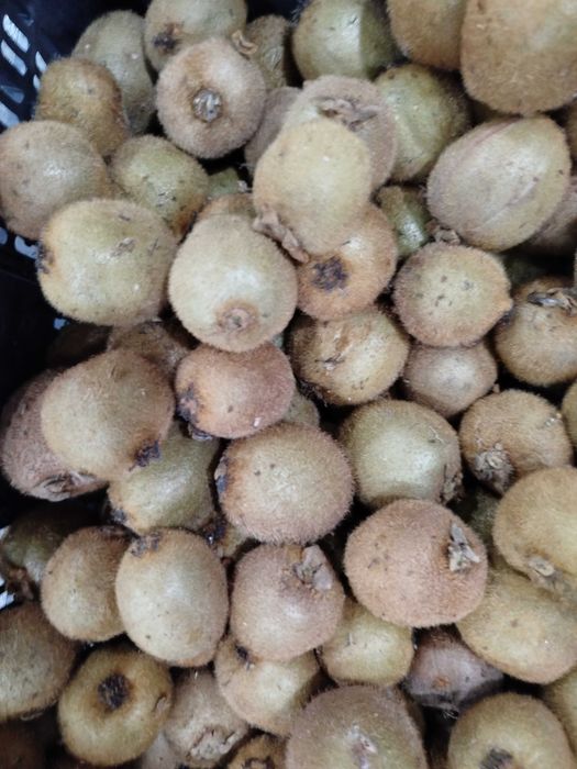 Kiwi a venda excelentes