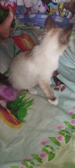 Сіамський котик сноушу