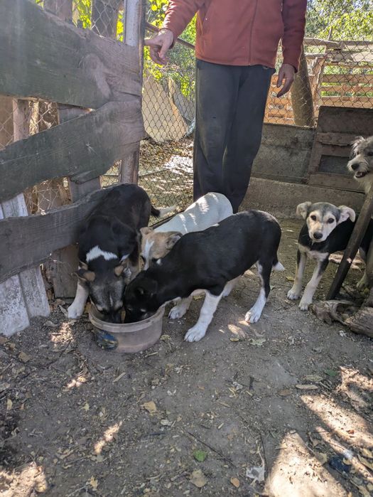 Віддам цуценят в добрі руки