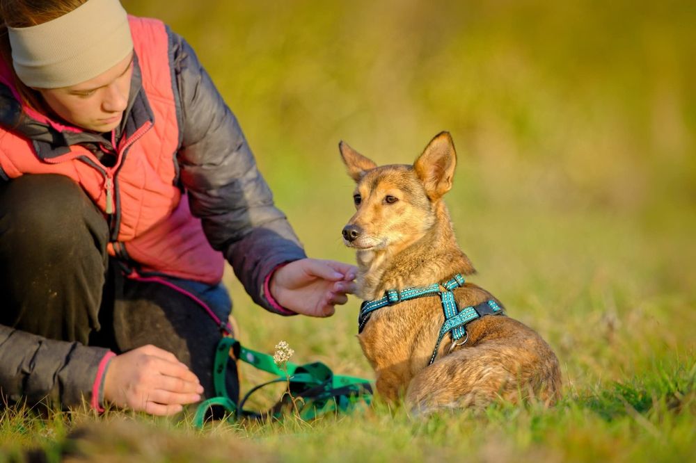 Aston, maly psiak, postury corgi, daj domek