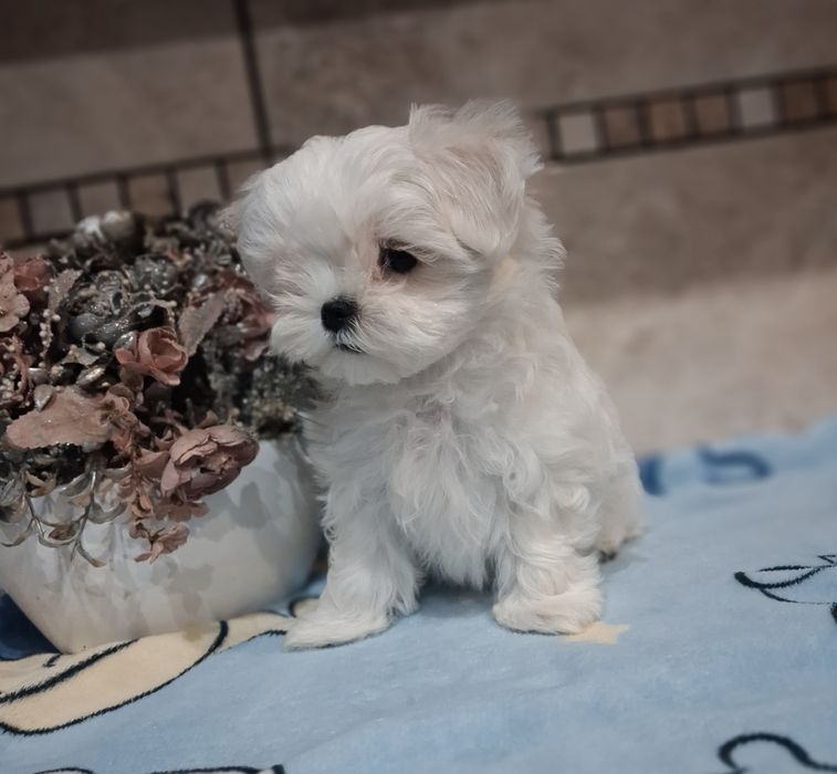 Chłopak  maltańczyk