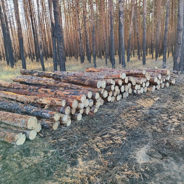 Дрова сосна метровка, чурка, рубані