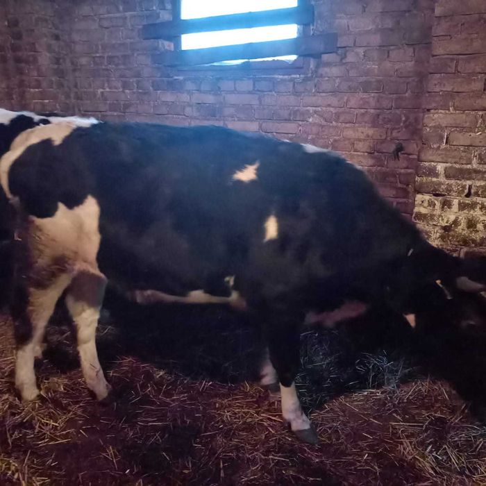 Sprzedam 2 jałówki