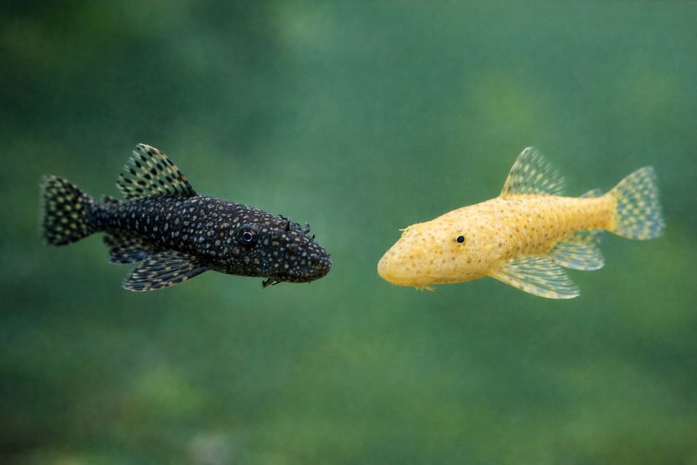 Glonojady zbrojniki czarne i złote