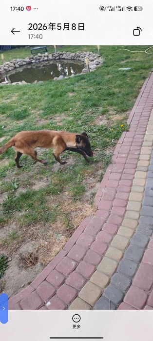 Bezpłatna adopcja psa rasy malinois