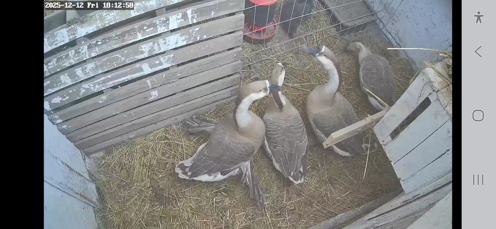 Sprzedam parę gesi ok 1,5 roczne