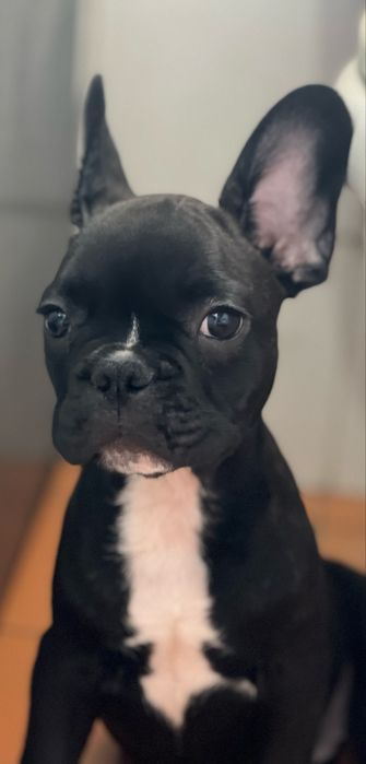 Bulldog frances