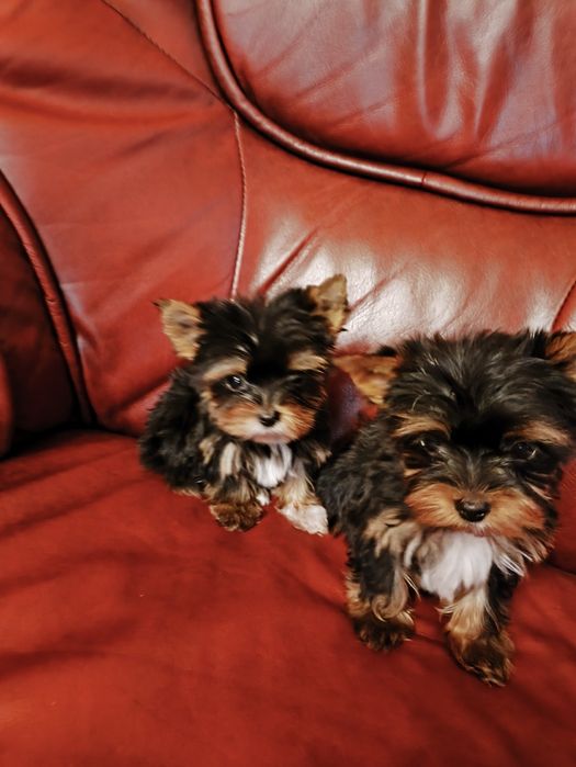 Продам цуценят йориків