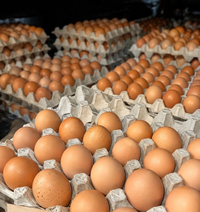 Продам свіжі курячі яйця