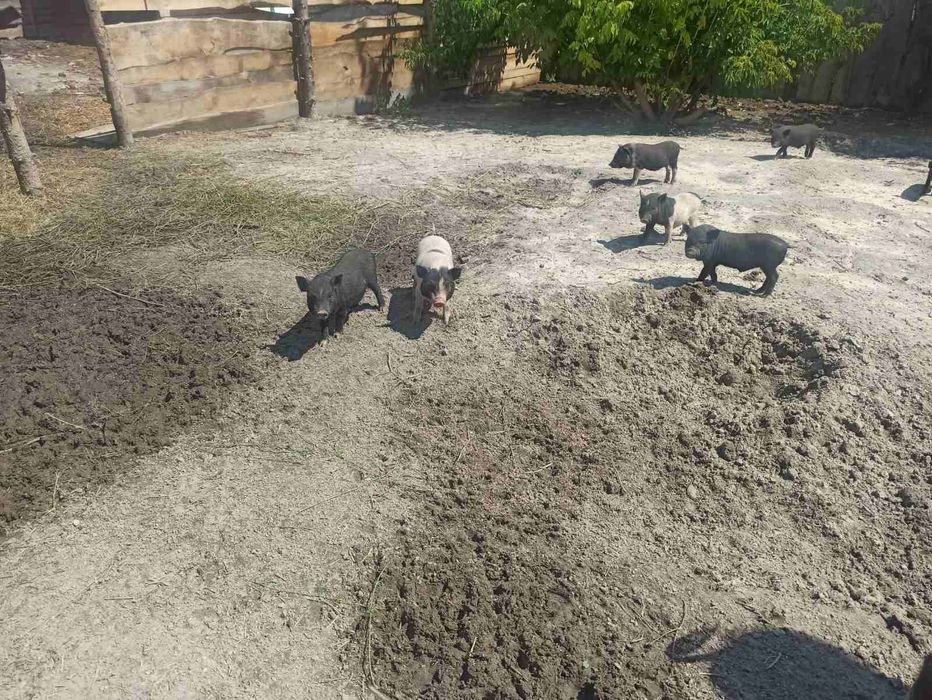 Продаємо в'єтнамських поросят