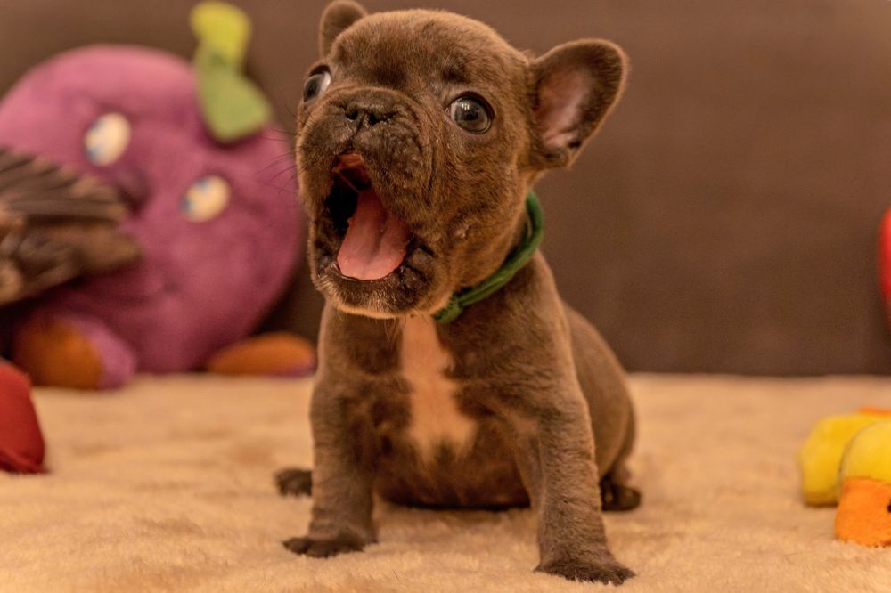 Buldog francuski szczeniak suczka niebieska blue