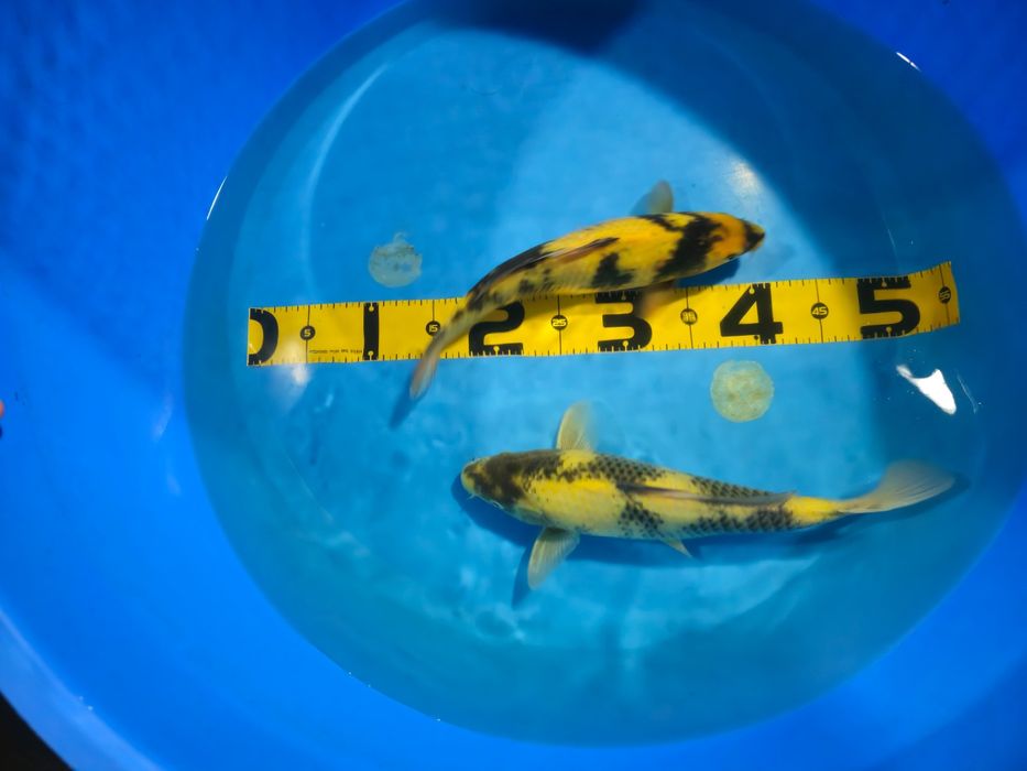 Carpas koi Ki Utsuri Japonesas 30cm