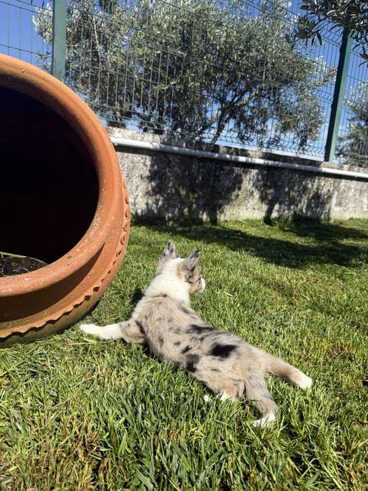 Border Collie Macho Merle
