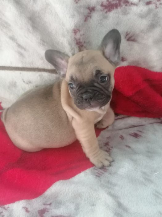 Bulldog francês faune  Miniatura