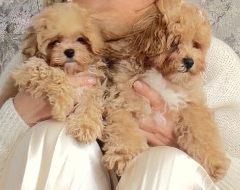 Мальтипу той пудель maltipoo poodle