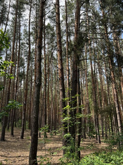 Ділянка 50сот в сосновому лісі, поруч газ та світло