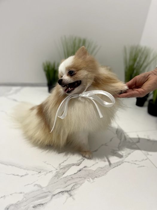 Померанські шпіци  чарівні крихітки чекають на вас