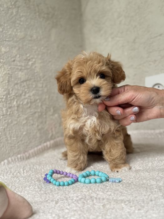 Корея хлопчик мальтіпу