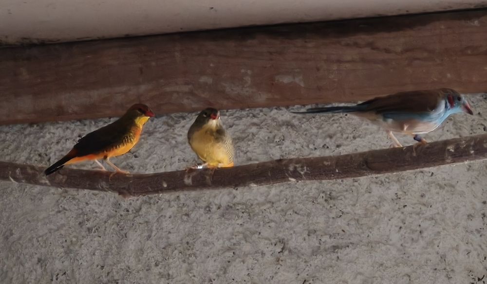 Casal de Amandava subflava (Guarda marinho)