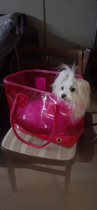 Аксэсуар для собачки.