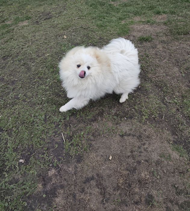 Szpic miniaturowy pomeranian