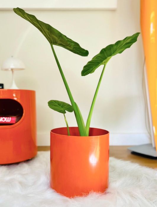 Cachepot laranja da Kartell