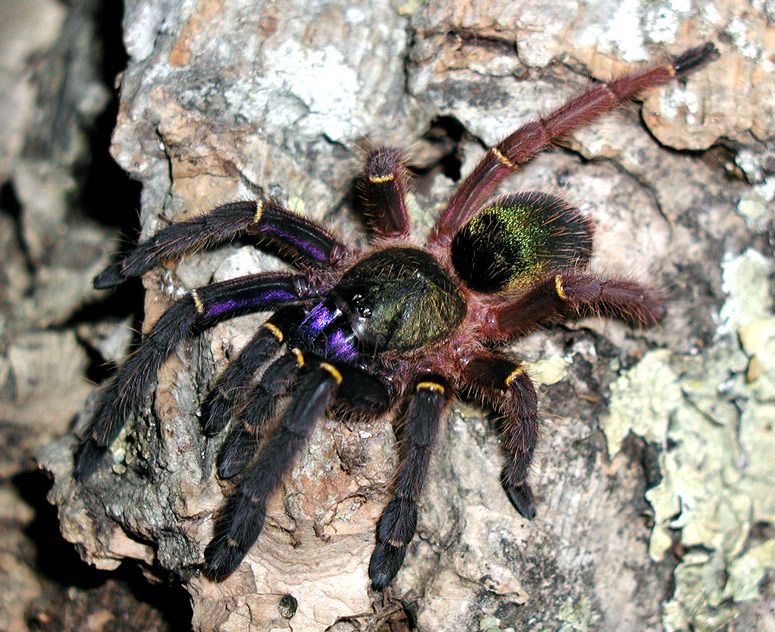 Ptasznik samica 3,5dc Ephebopus cyanognathus pająk ptaszniki lista blue fang tarantula